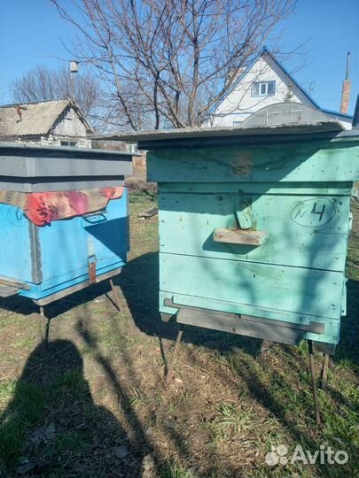 Продам пчелосемьи