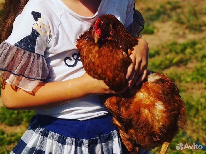 Продам молодых несушек