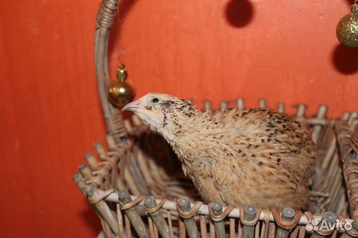 Перепела техасец