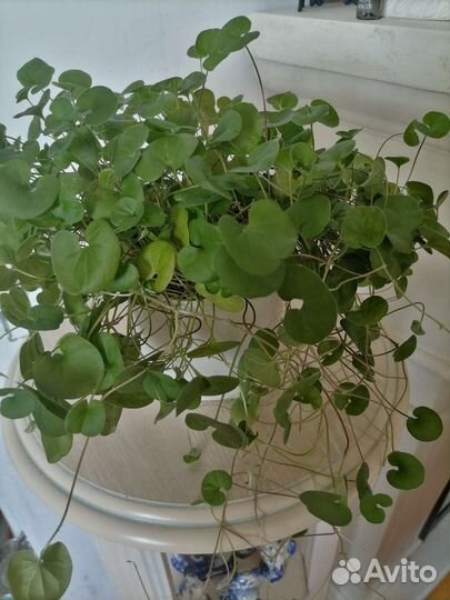 Алоэ вера отростки, Дихондра, Фиалки