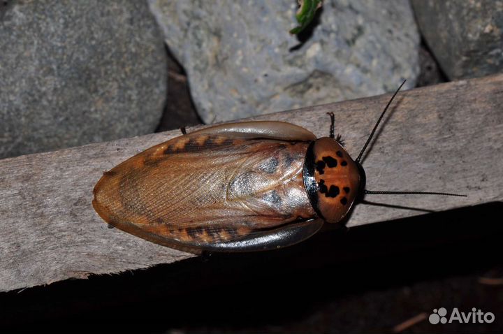 Скорпионы, пауки, тараканы