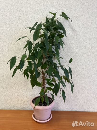 Фикус бенджамина