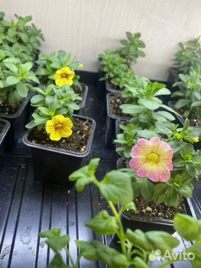 Черенки петуний