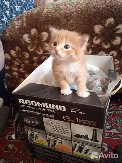 Котята бесплатно