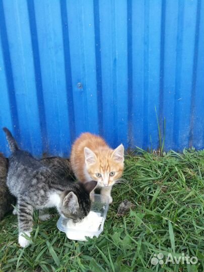 Котята ищут дом