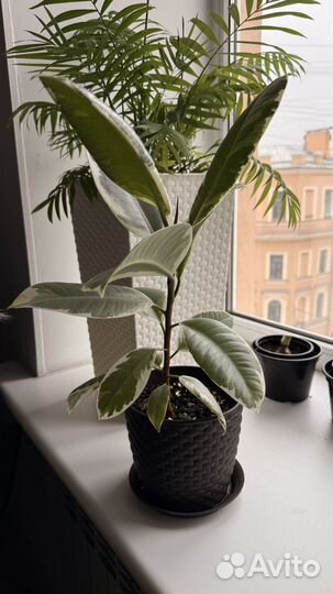 Фикус эластика тинеке