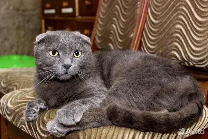 Обаятельный котэ ищет дом