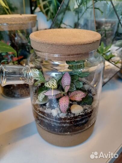Флорариум Подарок