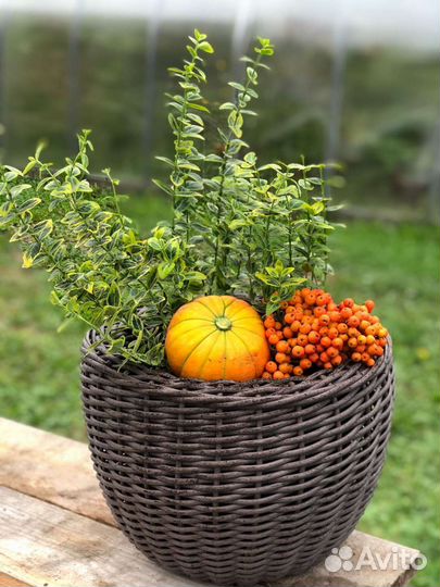 Кашпо для цветов