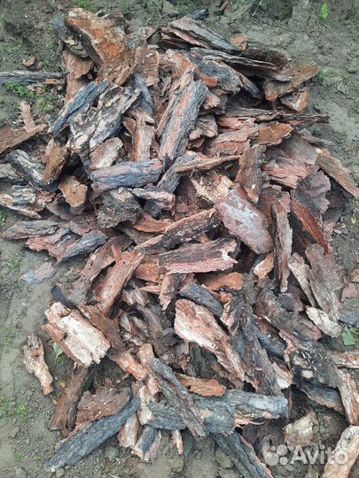 Кора сосны, лиственницы