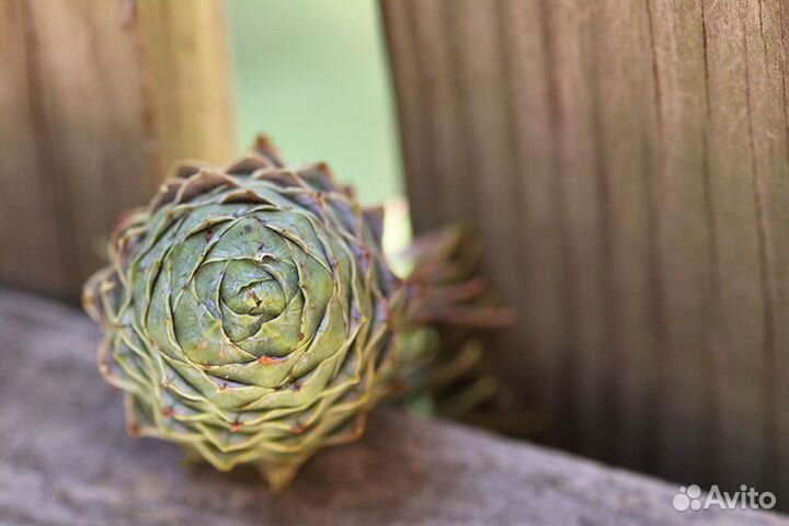 Куннингамия ланцетовидная, семена