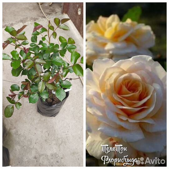 Двухлетние саженцы роз