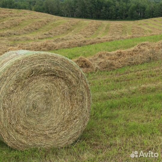 Сено свежий покос
