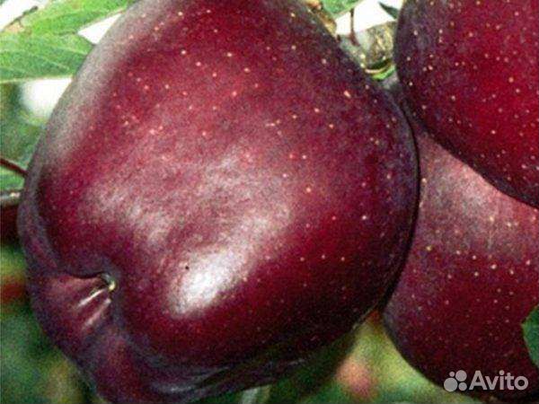 Саженцы Яблони 