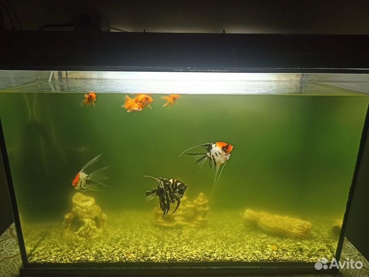 Аквариум