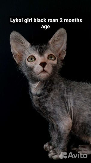 Котята ликой девочка