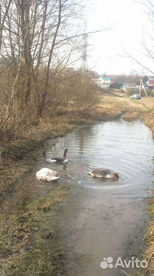 Яйцо гусиное инкубационное домашние