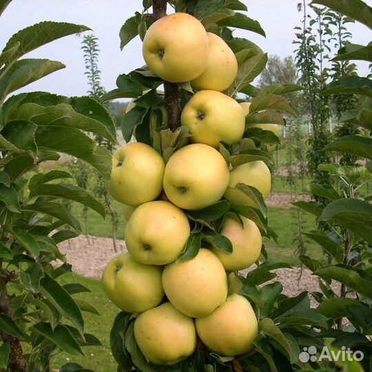 Яблоня колоновидная