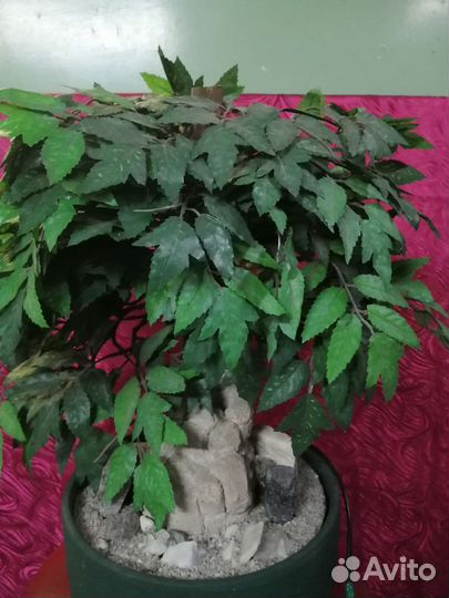 Домашний фонтанчик