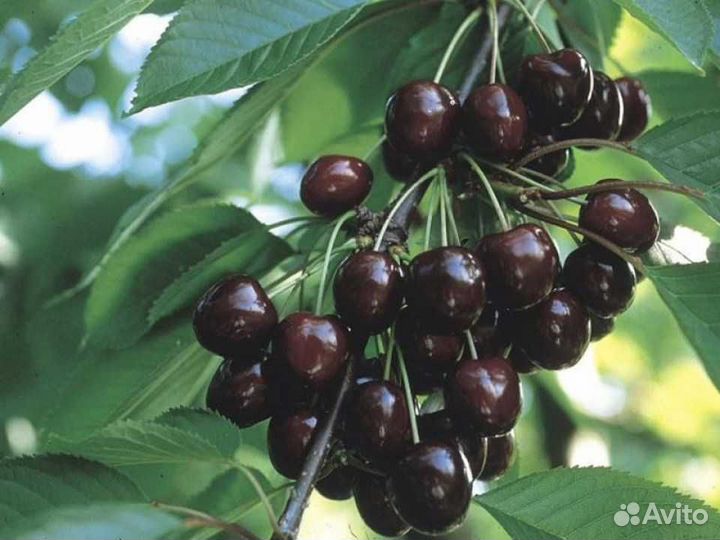 Саженцы Черешни Кордия