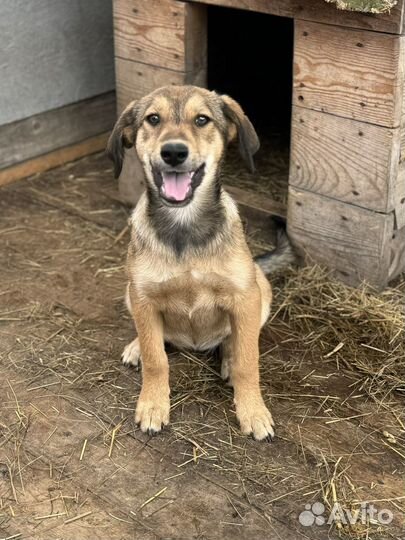 Щенки девочки