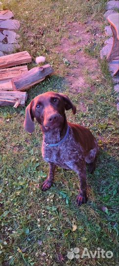 Щенок курцхара метис