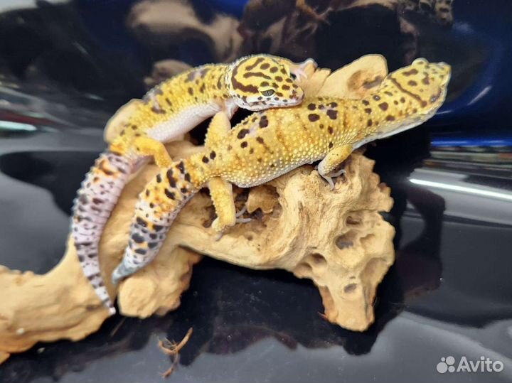 Геккон эублефар