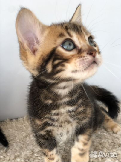 Бенгальская девочка