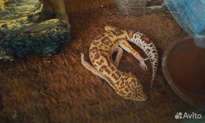 Продаётся взрослый самец эублефара, морфа msta