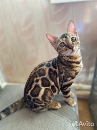 Бенгальская