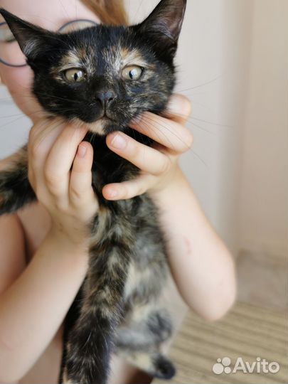 Котенок 4 месяца