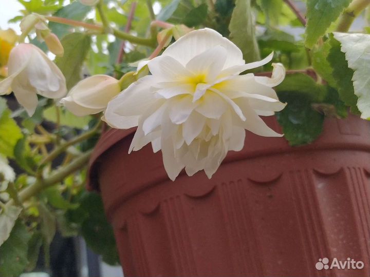 Бегония ампельная, беллекония