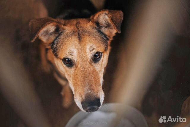 Патрик ждет своего хозяина