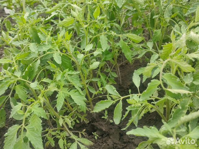 Рассада помидор,перцы,цветы капуста