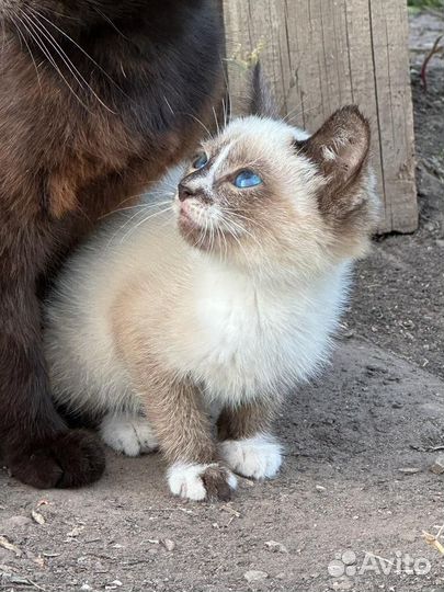 Котенок 2 месяца девочка,невероятной красоты