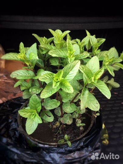 Мята ментоловая (саженцы)