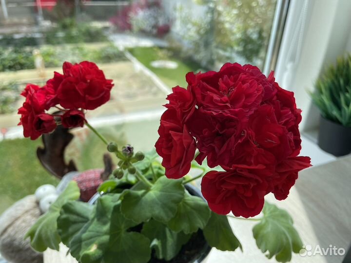 Ив Майя Плисецкая Пеларгония