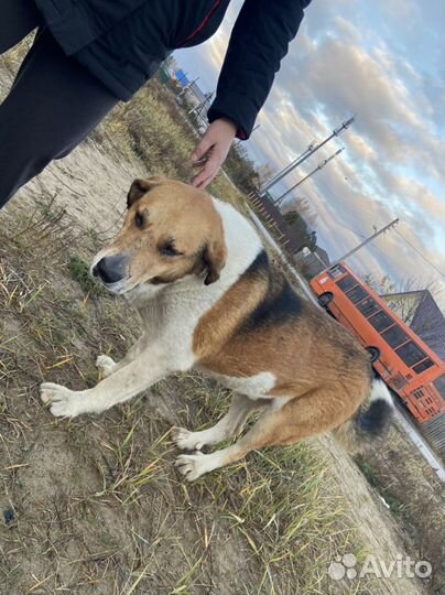 Собака в добрые руки