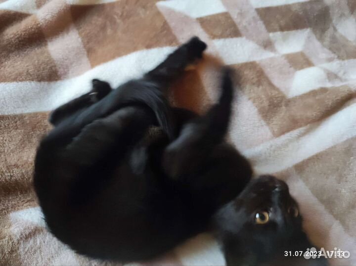 Кот в дар бесплатно