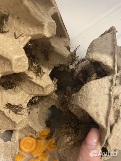 Сверчки домовые кормовые живые и замороженные