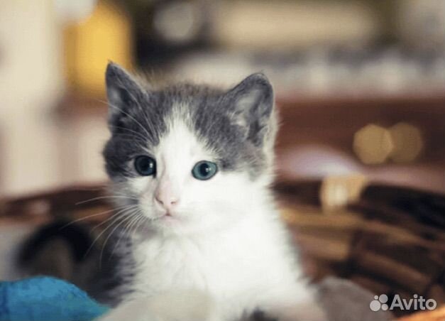 Котенок (Кошка) в дар