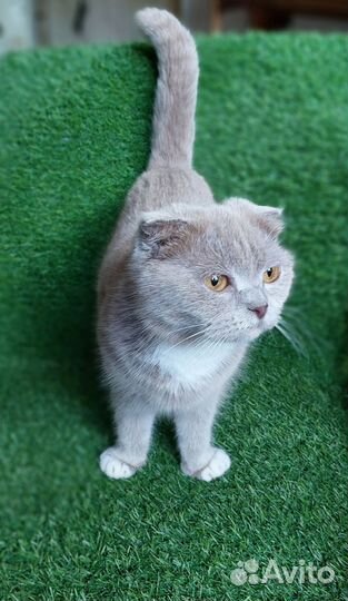 Шотландская вислоухая молодая кошка в дар