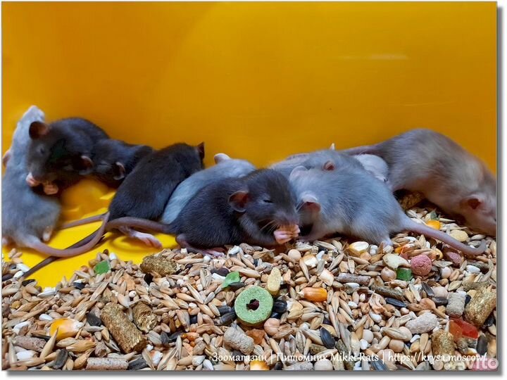 Крысы и крысята. Клетка в подарок