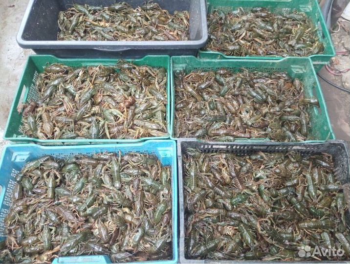 Раки высочайших стандартов