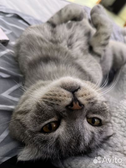 Шотландская вислоухая кошка