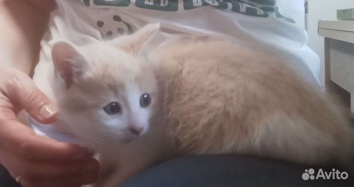 Спасите Мурочку с детками