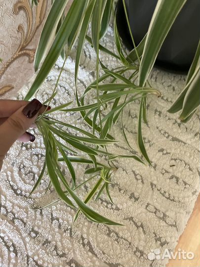 Комнатные цветы