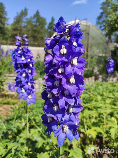 Дельфиниум