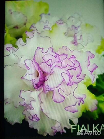 Фиалка