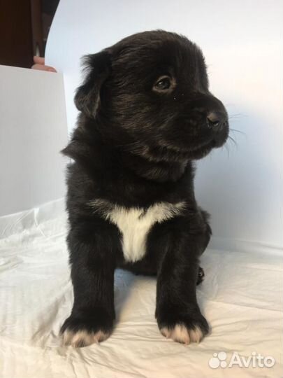 Тувинская овчарка